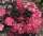Fűrészeslevelű hortenzia - Hydrangea Serrata "Dare Devil" K3