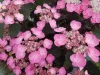 Fűrészeslevelű hortenzia - Hydrangea Serrata "Dare Devil" K3