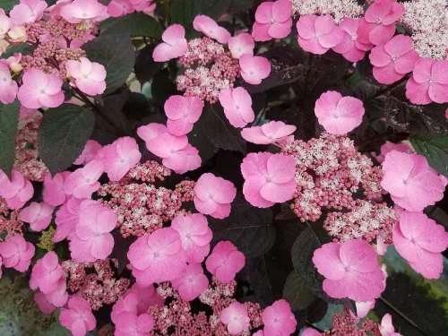 Fűrészeslevelű hortenzia - Hydrangea Serrata "Dare Devil" K3