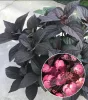 Fűrészeslevelű hortenzia - Hydrangea Serrata "Dare Devil" K3