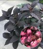 Fűrészeslevelű hortenzia - Dare Devil - Hydrangea Serrata