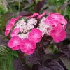 Fűrészeslevelű hortenzia - Hydrangea Serrata "Dare Devil" K3