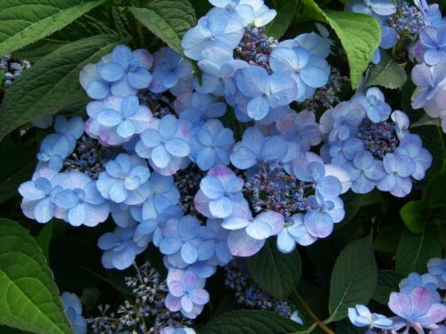 Fűrészeslevelű hortenzia - Summer Glow - Hydrangea Serrata