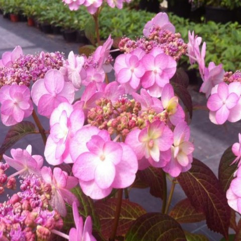 Fűrészeslevelű hortenzia - Summer Glow - Hydrangea Serrata
