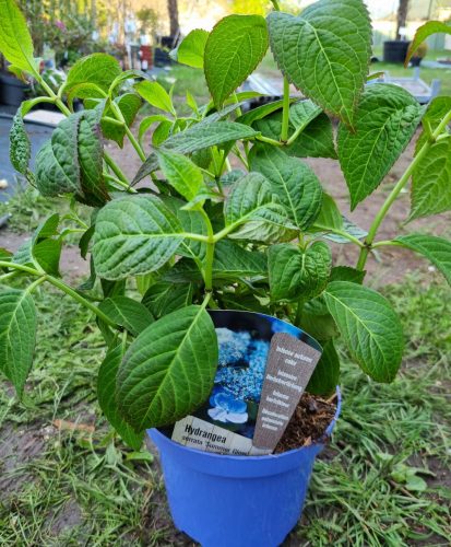 Fűrészeslevelű hortenzia - Summer Glow - Hydrangea Serrata