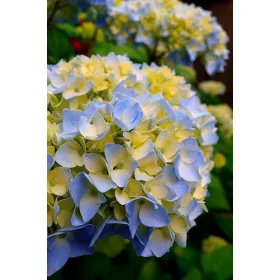   Kerti Hortenzia " Rembrandt  Elegant Blue" - Hydrangea macrophylla