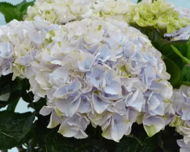 Kerti Hortenzia " Rembrandt  Elegant Blue" - Hydrangea macrophylla