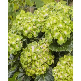   Kerti Hortenzia " Rembrandt  Vibrant Verde" - Hydrangea macrophylla