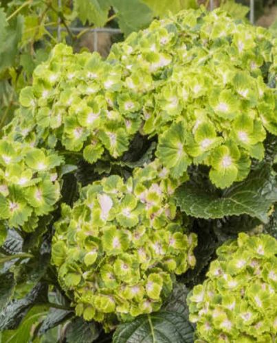 Kerti Hortenzia " Rembrandt  Vibrant Verde" - Hydrangea macrophylla