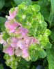 Kerti Hortenzia " Rembrandt  Vibrant Verde" - Hydrangea macrophylla