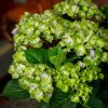 Kerti Hortenzia " Rembrandt  Vibrant Verde" - Hydrangea macrophylla