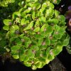 Kerti Hortenzia " Rembrandt  Vibrant Verde" - Hydrangea macrophylla