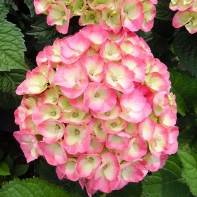   Kerti Hortenzia " Rembrandt Dolce Chic" - Hydrangea macrophylla