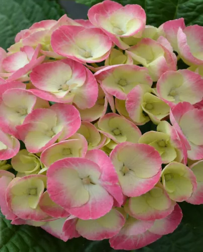 Kerti Hortenzia " Rembrandt Dolce Chic" - Hydrangea macrophylla