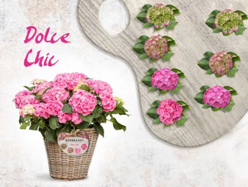 Kerti Hortenzia " Rembrandt Dolce Chic" - Hydrangea macrophylla