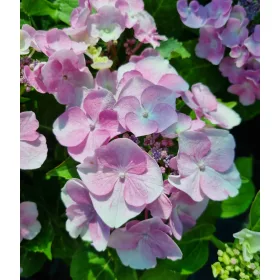   Kerti Hortenzia " Amethyst" - Hydrangea macrophylla