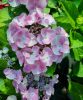 Kerti Hortenzia " Amethyst" - Hydrangea macrophylla