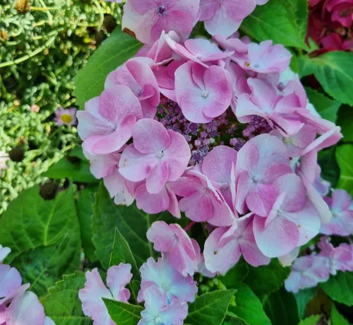Kerti Hortenzia " Amethyst" - Hydrangea macrophylla