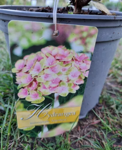 Kerti Hortenzia " Amethyst" - Hydrangea macrophylla