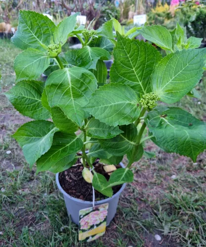 Kerti Hortenzia " Amethyst" - Hydrangea macrophylla