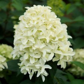   Bugás Hortenzia - 'Magical Lime Sparkle' - Hydrangea paniculata