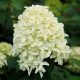 Bugás Hortenzia - 'Magical Lime Sparkle' - Hydrangea paniculata