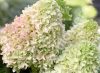 Bugás Hortenzia - 'Magical Lime Sparkle' - Hydrangea paniculata