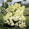 Bugás Hortenzia - 'Magical Lime Sparkle' - Hydrangea paniculata