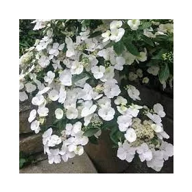 Fátyol Hortenzia " Runaway Bride" - Hydrangea Macrophylla 