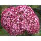 Cserjés hortenzia - Ruby Annabelle - Hydrangea Arborescens