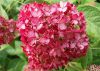 Cserjés hortenzia - Ruby Annabelle - Hydrangea Arborescens