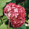 Cserjés hortenzia - Ruby Annabelle - Hydrangea Arborescens