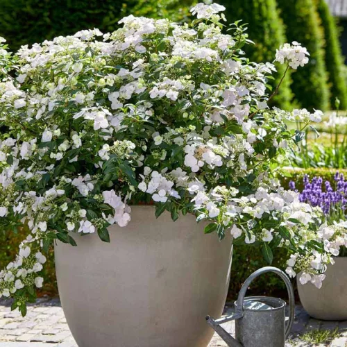 Fátyol Hortenzia " Runaway Bride" - Hydrangea Macrophylla 