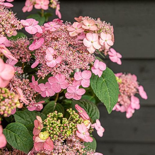 Fűrészeslevelű hortenzia - "Pink Petticoat " - Hydrangea Serrata