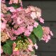 Fűrészeslevelű hortenzia - "Pink Petticoat " - Hydrangea Serrata