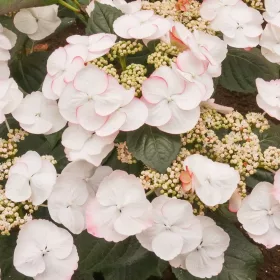 Kerti Hortenzia " Sandra" - Hydrangea macrophylla