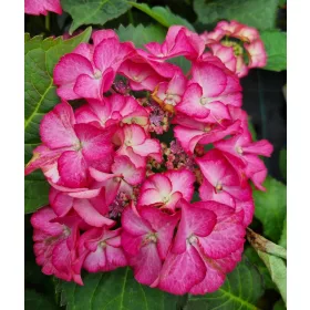 Kerti Hortenzia " Sabrina" - Hydrangea macrophylla
