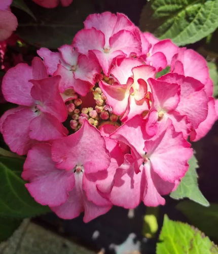 Kerti Hortenzia " Sabrina" - Hydrangea macrophylla