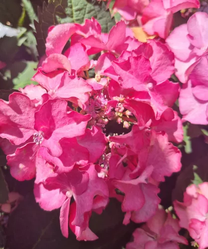 Kerti Hortenzia " Sabrina" - Hydrangea macrophylla