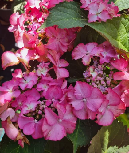 Kerti Hortenzia " Sabrina" - Hydrangea macrophylla
