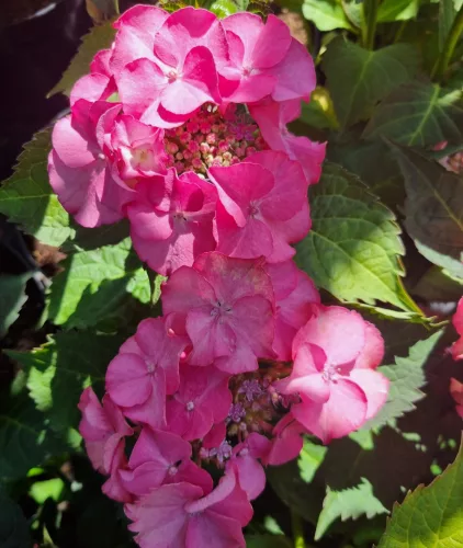 Kerti Hortenzia " Sabrina" - Hydrangea macrophylla