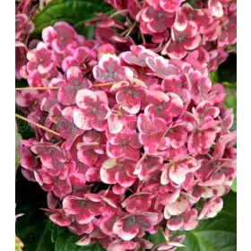   Kerti Hortenzia " Frau Katsuko" - Hydrangea macrophylla