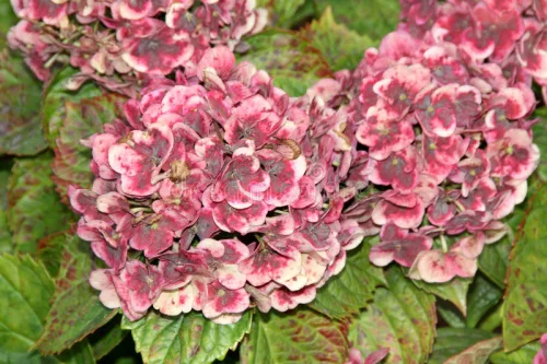 Kerti Hortenzia " Frau Katsuko" - Hydrangea macrophylla