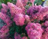 Bugás Hortenzia - Sundae Fraise - Hydrangea Paniculata - 3L