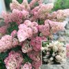 Bugás Hortenzia - Sundae Fraise - Hydrangea Paniculata - 3L