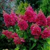 Bugás Hortenzia  - Hydrangea Paniculata - Magical Vesuvio