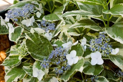 Kerti hortenzia  - Royalty Collection " Light Oh Day"