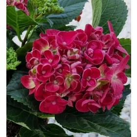   KERTI HORTENZIA " Curly Wurly Red" - HYDRANGEA MACROPHYLLA