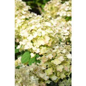 Bugás Hortenzia - Bee Happy - Hydrangea Paniculata- 2 L