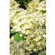 Bugás Hortenzia - Bee Happy - Hydrangea Paniculata- 2 L